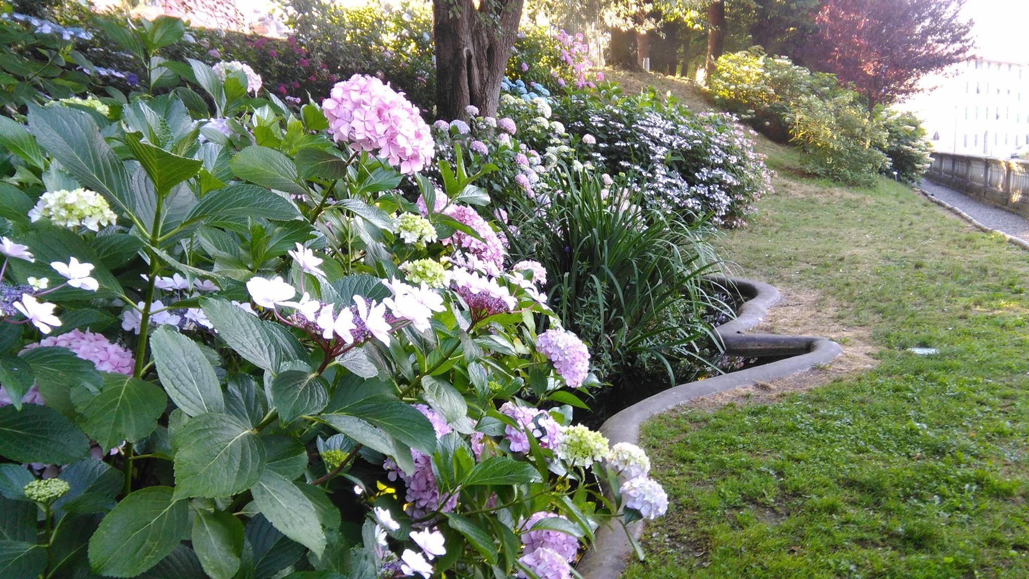 Giornata delle ortensie a Villa Piaggio - Gianni Ottonello