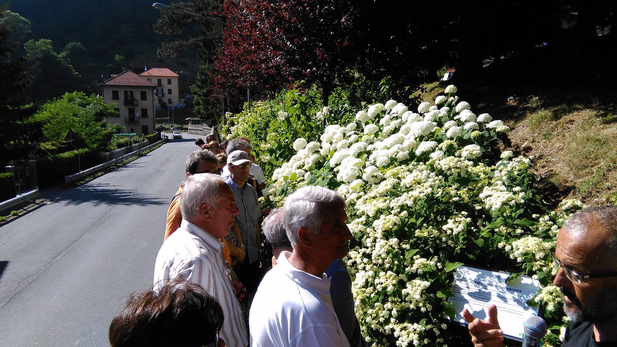 Collezione di ortensie di villa Bagnara, Masone