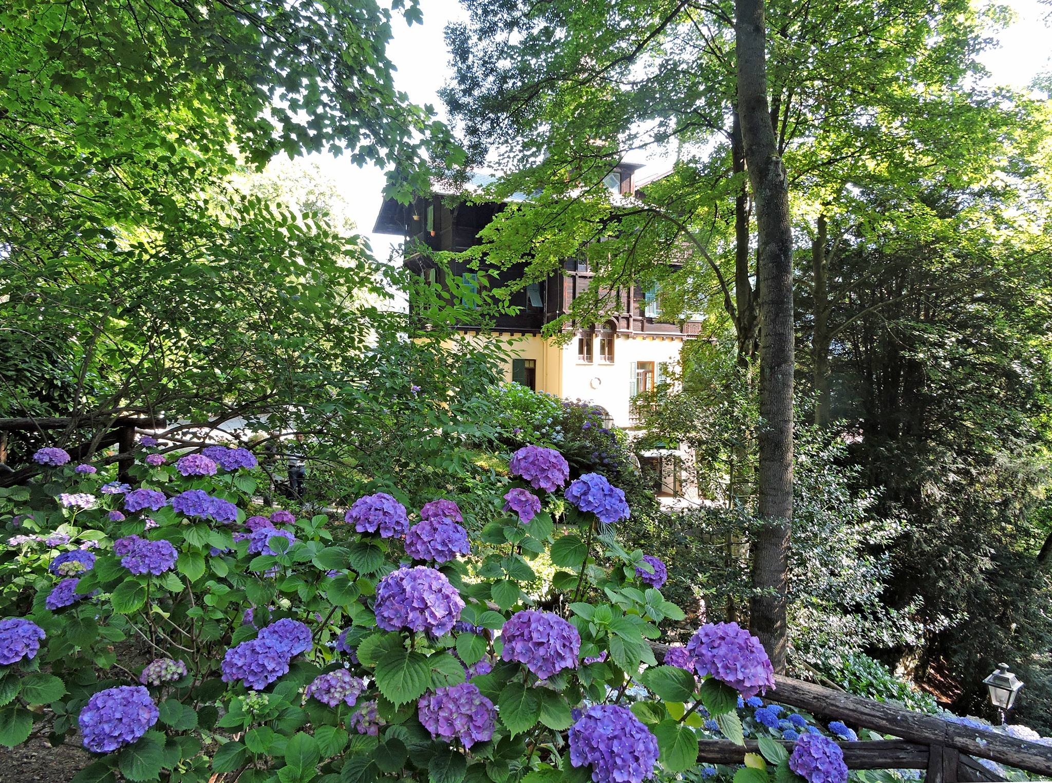 Giornata delle ortensie a Villa Piaggio - Gianni Ottonello