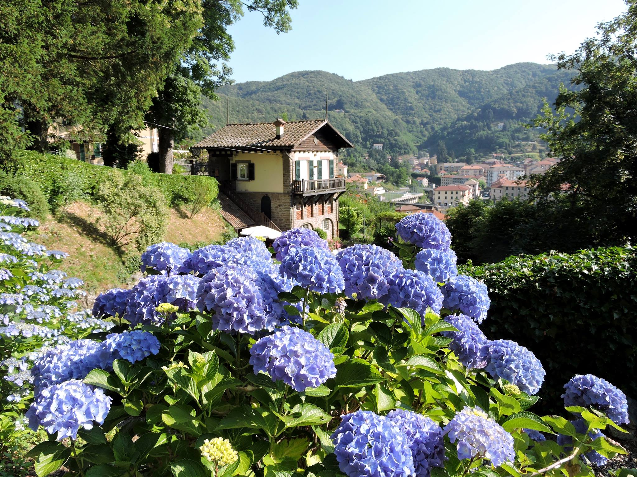 Giornata delle ortensie a Villa Piaggio - Gianni Ottonello