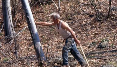 Il taglio del bosco