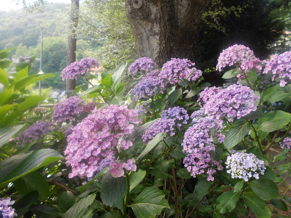 Ortensie - Villa Bagnara - Foto di Ivana Ravera