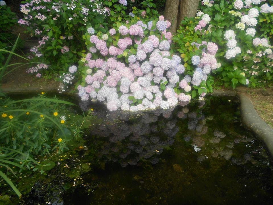 Ortensie - Villa Bagnara - Foto di Ivana Ravera
