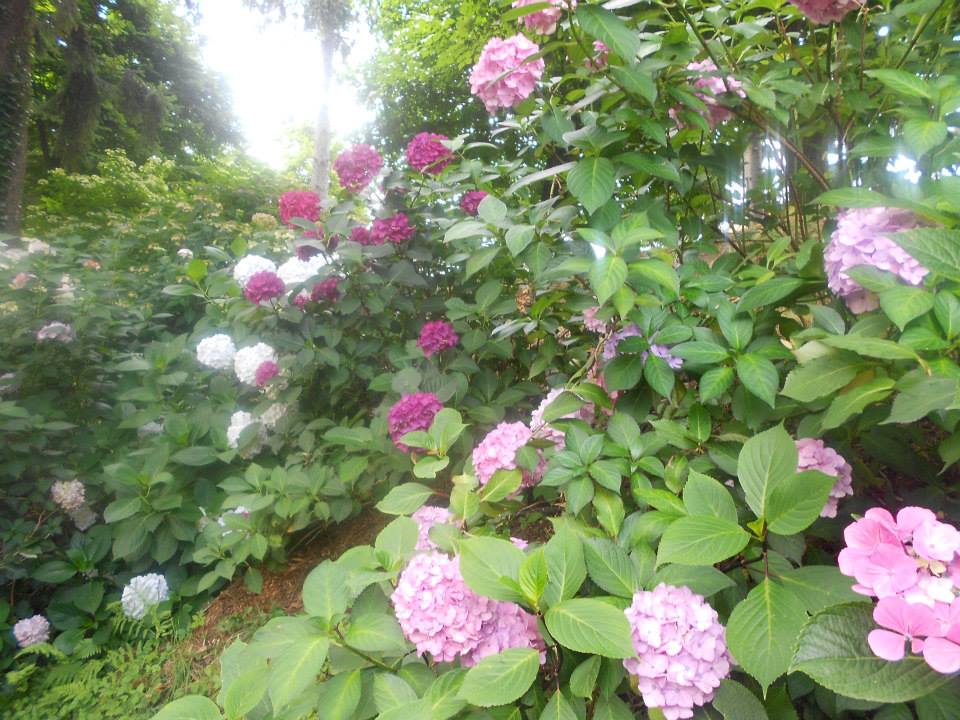 Ortensie - Villa Bagnara - Foto di Ivana Ravera