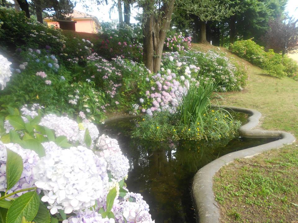 Ortensie - Villa Bagnara - Foto di Ivana Ravera