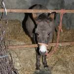 Presepe vivente a Rossiglione - Foto di Tommy Pittaluga