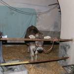 Presepe vivente a Rossiglione - Foto di Tommy Pittaluga