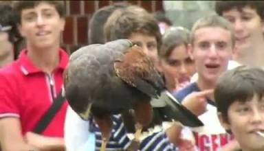 Falconieri a Masone