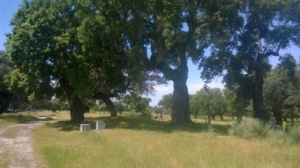 Antonio Perrone al Cammino di Santiago - 31 maggio 2017